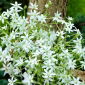 Ornithogalum umbellatum - Ngôi sao của Bethlehem umbellatum - 10 củ