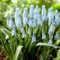 Perlehyacint - Ester - pakke med 10 stk - Muscari