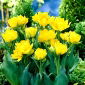 Tulipa Monte Carlo - Tulip Monte Carlo - 5 củ
