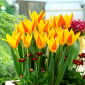 Tulip Giuseppe Verdi - Tulip Giuseppe Verdi - 5 bulbi - Tulipa Giuseppe Verdi