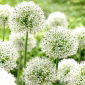 Allium Everest Dağı - ampul / yumru / kök - Allium Mount Everest