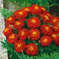 Fløjlsblomst - Aurora Red - rød - Tagetes patula - Ildrøde blomster til markante bede - Friske frø
