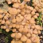 꿀 균류 - Armillaria mellea