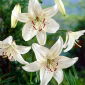 Lilium, ลิลลี่เสือขาว - หอม / หัว / ราก - Lilium White Tiger