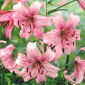 Lirios Pink Tiger - Lilium Pink Tiger
