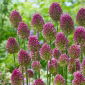 Allium Sphaerocephalon - 20 de bulbi