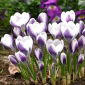 Krokusslekta Prins Claus - pakke med 10 stk - Crocus Prins Claus