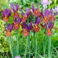 Irissläktet (Iris × hollandica) - Eye of the Tiger - paket med 10 stycken