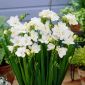 Freesia - Double White - paquete de 10 piezas