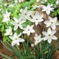 Ipheion Alberto Castillo - Bintang musim semi Alberto Castillo - 10 lampu - Ipheion uniflorum