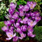 Sáfrány Flower Record - csomag 10 darab - Crocus Flower Record