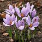 Crocus Sativus - 10 bulbi