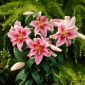 Lilium, Lily Mona Lisa - umbi / umbi / akar - Lilium oriental hybridum Mona Lisa
