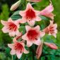 Lilium, Lilie Casa Rosa