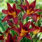 Хемероцаллис, Даилили Блацк Принце - булб / тубер / роот - Hemerocallis hybrida Black Prince