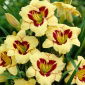 Hemerocallis, Daylily El Desperado