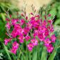 Gladiolus Byzantinus - 10 lukovica