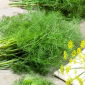Dill - Moravan - High Yield, Strong Aroma, Hight Nutrients - Fresh Seeds