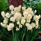 Narcissus Bridal Crown - Coroană de nuntă Daffodil - 5 bulbi