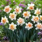 Narcissus Replete - Daffodil Replete - 5 bulbi