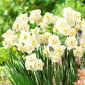 Narcissus veselie - veselie narcise - 5 bulbi