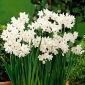 Narcissus Paperwhites Ziva - Daffodil Paperwhites Ziva - 5 bulbs