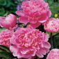Paeonia, Päonie Edulis Superba, Milchweiße Pfingstrose, Chinesische Pfingstrose, Edel-Pfingstrose