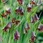 Elwes' Fritillary, Fritillaria elwesii - 5 pcs