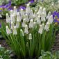 Tigru Siberian Muscari - Tigru Siberian - 10 bulbi