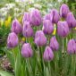 チューリップアリバイ - チューリップアリビ -  5球根 - Tulipa Alibi