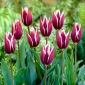 チューリップソングブック - チューリップソングブック -  5球根 - Tulipa Chansonette