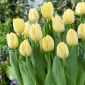 Tulipa Creme Flag - Tulpe Creme Flag - 5 Zwiebeln