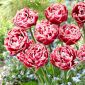 Tulipa Drumline - Tulip Drumline - 5 bulbs