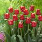 Tulipe Elegant Crown - paquet de 5 pièces - Tulipa Elegant Crown