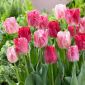 Tulip Hemisphere – 5 pcs