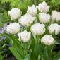 Tulpansläktet Mount Tacoma - paket med 5 stycken - Tulipa Mount Tacoma