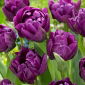Tulipa Negrita Double - Tulpe Negrita Double - 5 Zwiebeln