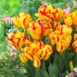 Tulipano Outbreak - pacchetto di 5 pezzi - Tulipa Outbreak