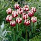Tulipa Zurel  - チューリップZurel  -  5球根