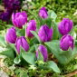 Tulipa Baby Blue - Tulpe Baby Blue - 5 Zwiebeln