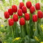 Tulipa Red - Tulip Red - 5 bulbs
