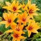 Tulipa Praestans Shogun - Tulip Praestans Shogun - 5 bulbs