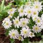 Anemone blanda White Splendor - 8 bulbi