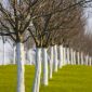 Lime for trees and shrubs - 2 kg