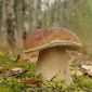 Penny bun, cep, porcino, porcini - icre proaspete (miceliu) - pachet mai mare - 