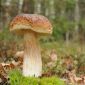 בירך cep - תפטיר - Boletus betulicola