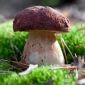 Bolete de pin - miceliu; - Boletus pinophilus