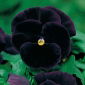 Darželinė našlaitė - Black King - juodas - 400 sėklos - Viola x wittrockiana