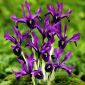 Iris Botanical George - Iris Botanical George - 10 bulbs