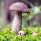 סומק - Leccinum melaneum